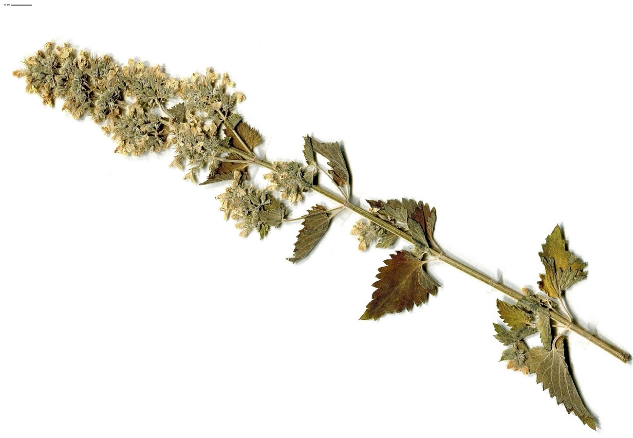 Nepeta cataria (Lamiaceae)